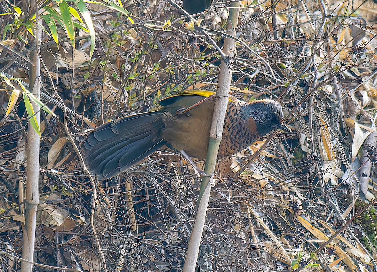 Chestnut-crowned Laughingthrush - ML619673103