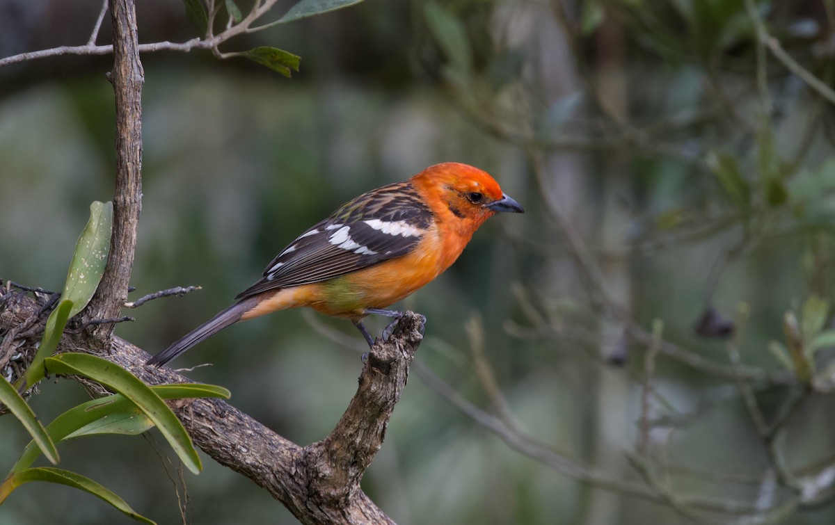 Flame-colored Tanager - ML619673105