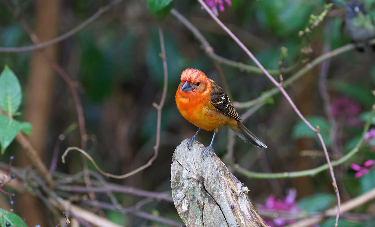 Flame-colored Tanager - ML619673106