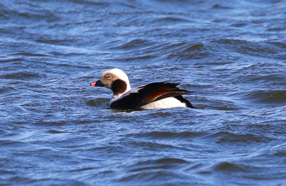 Long-tailed Duck - ML619673167