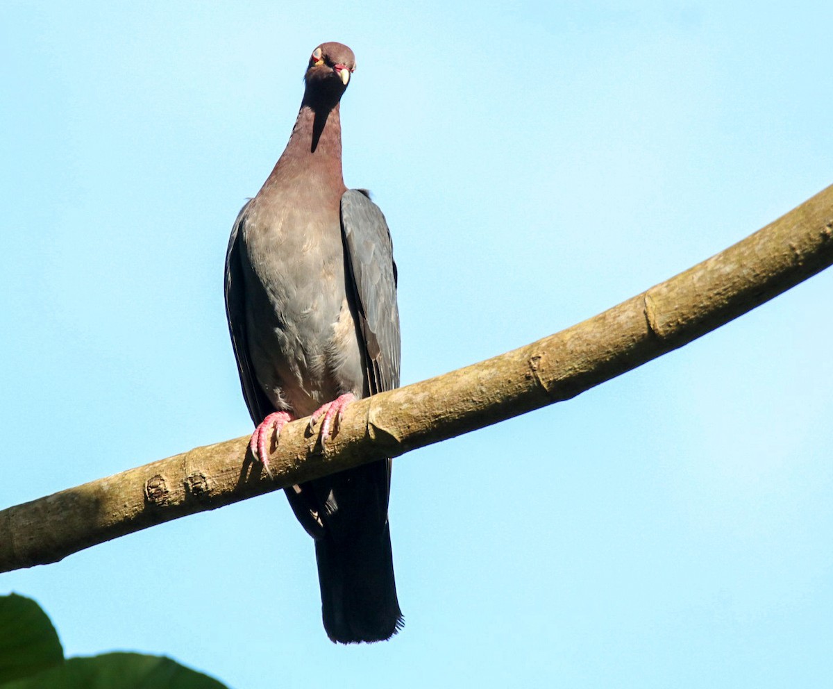Scaly-naped Pigeon - ML619673194