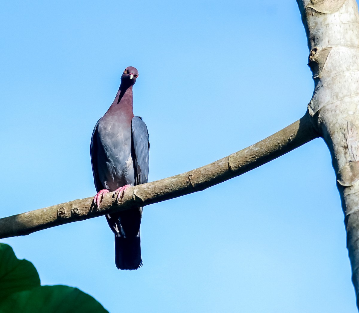 Scaly-naped Pigeon - ML619673195
