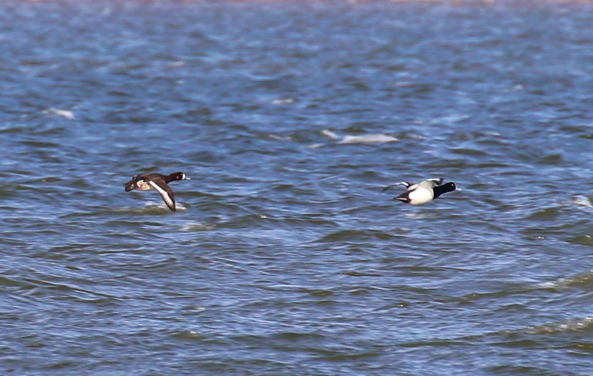 Greater Scaup - ML619673198