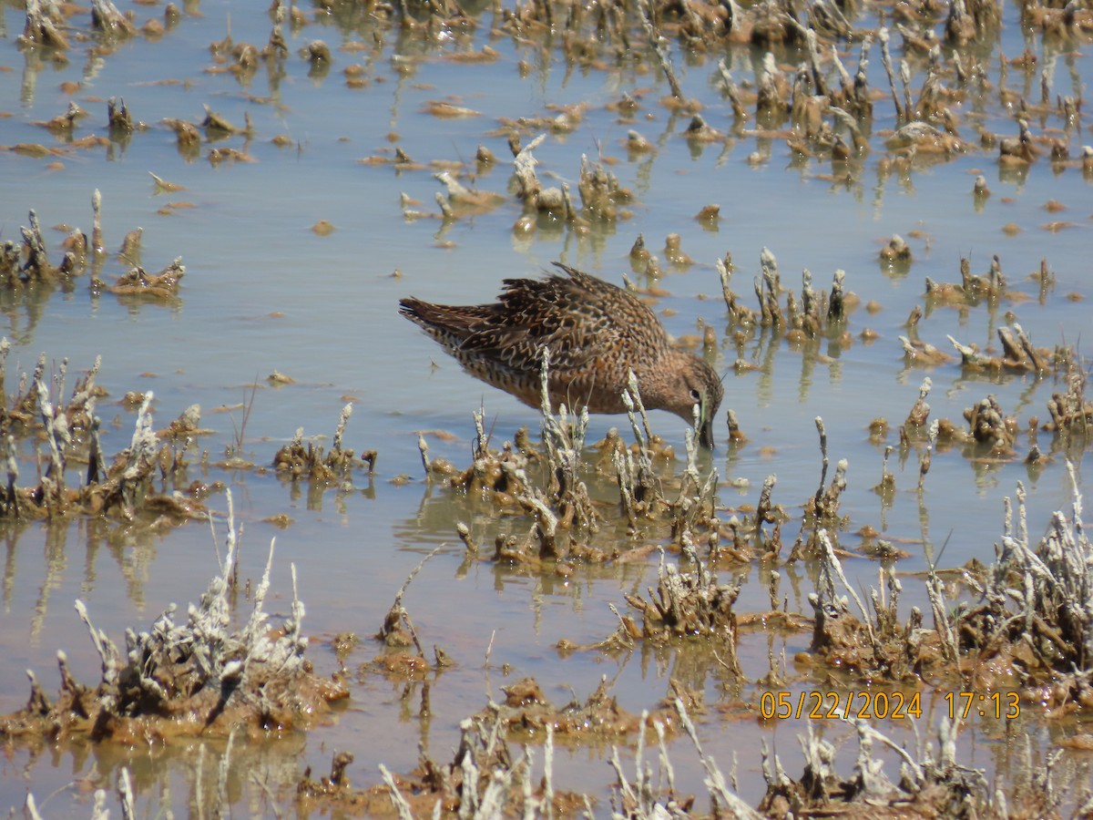 Long-billed Dowitcher - ML619673234