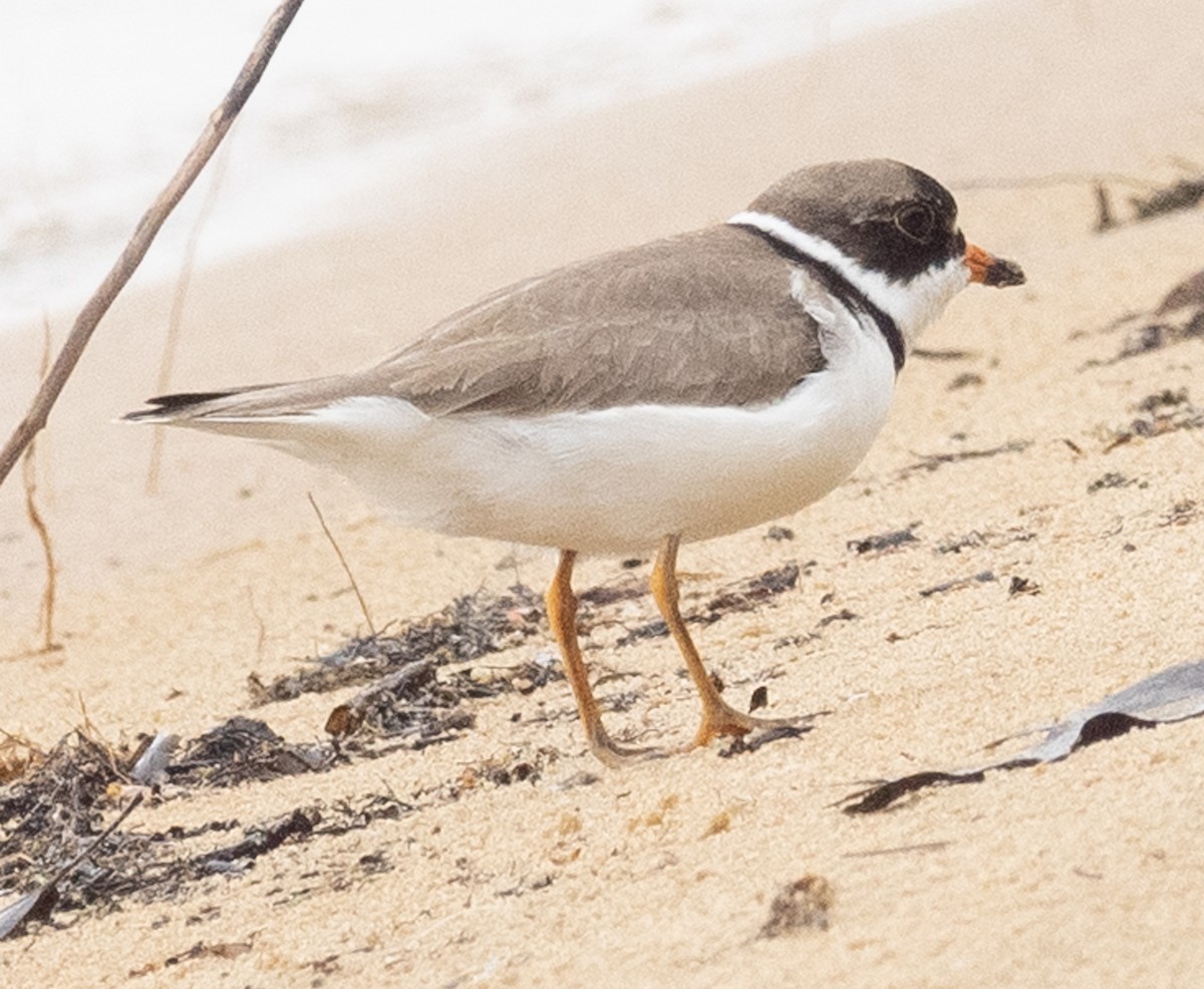 Semipalmated Plover - ML619673267