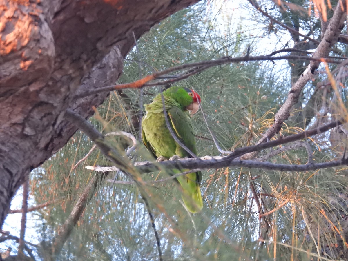 Red-crowned Parrot - ML619673269