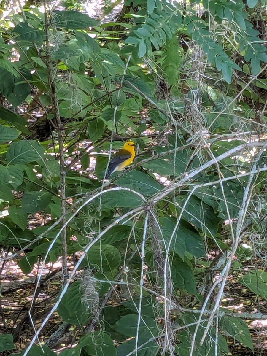 Prothonotary Warbler - ML619673296