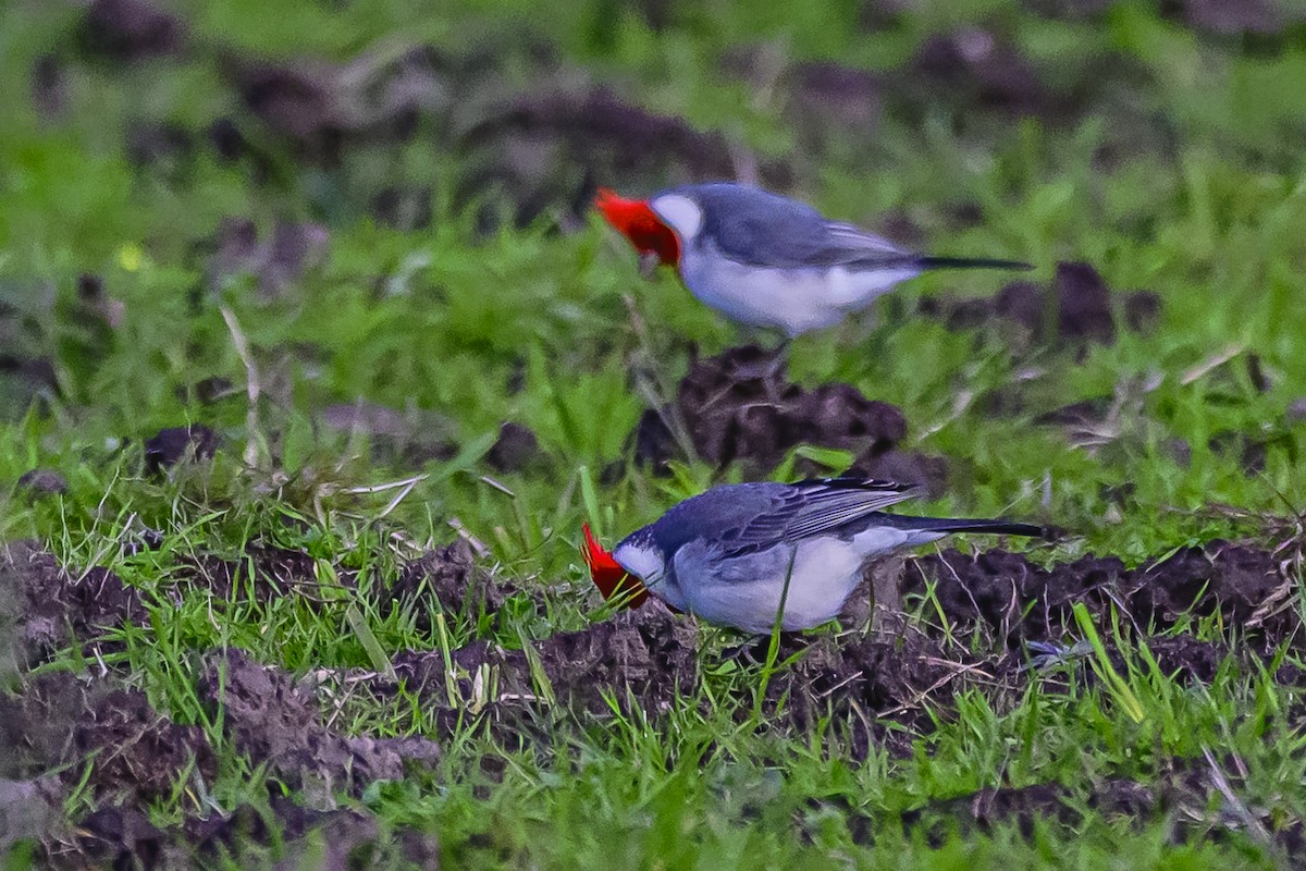 Red-crested Cardinal - ML619673374