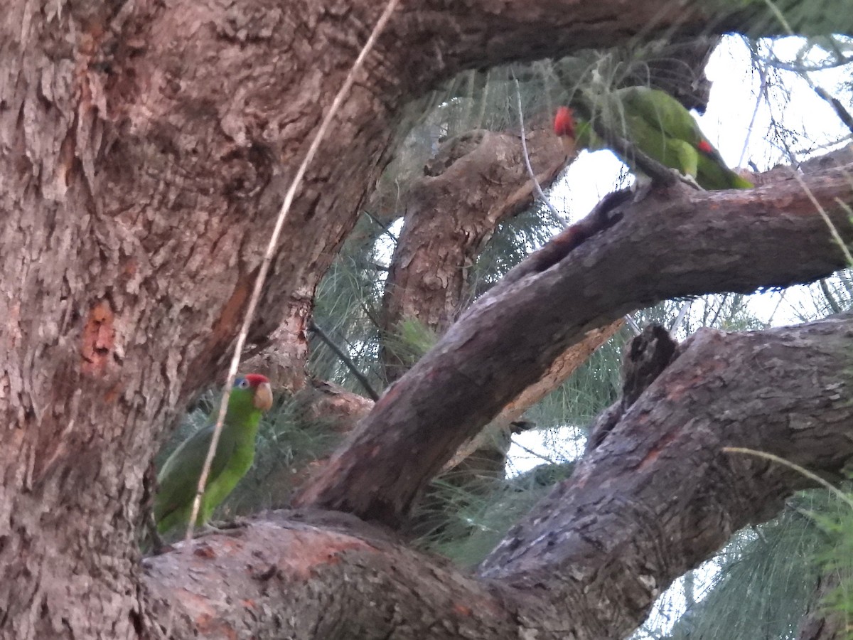 Red-crowned Parrot - ML619673493