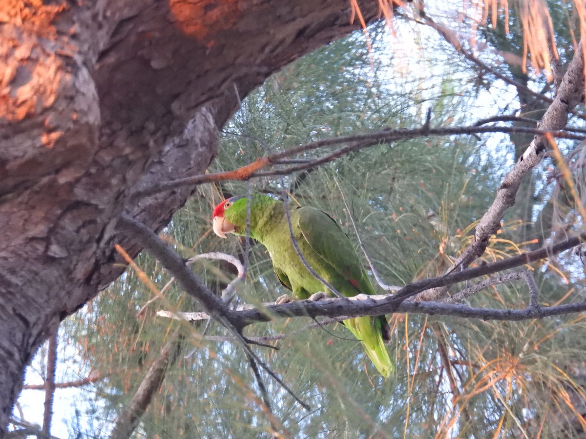 Red-crowned Parrot - ML619673494