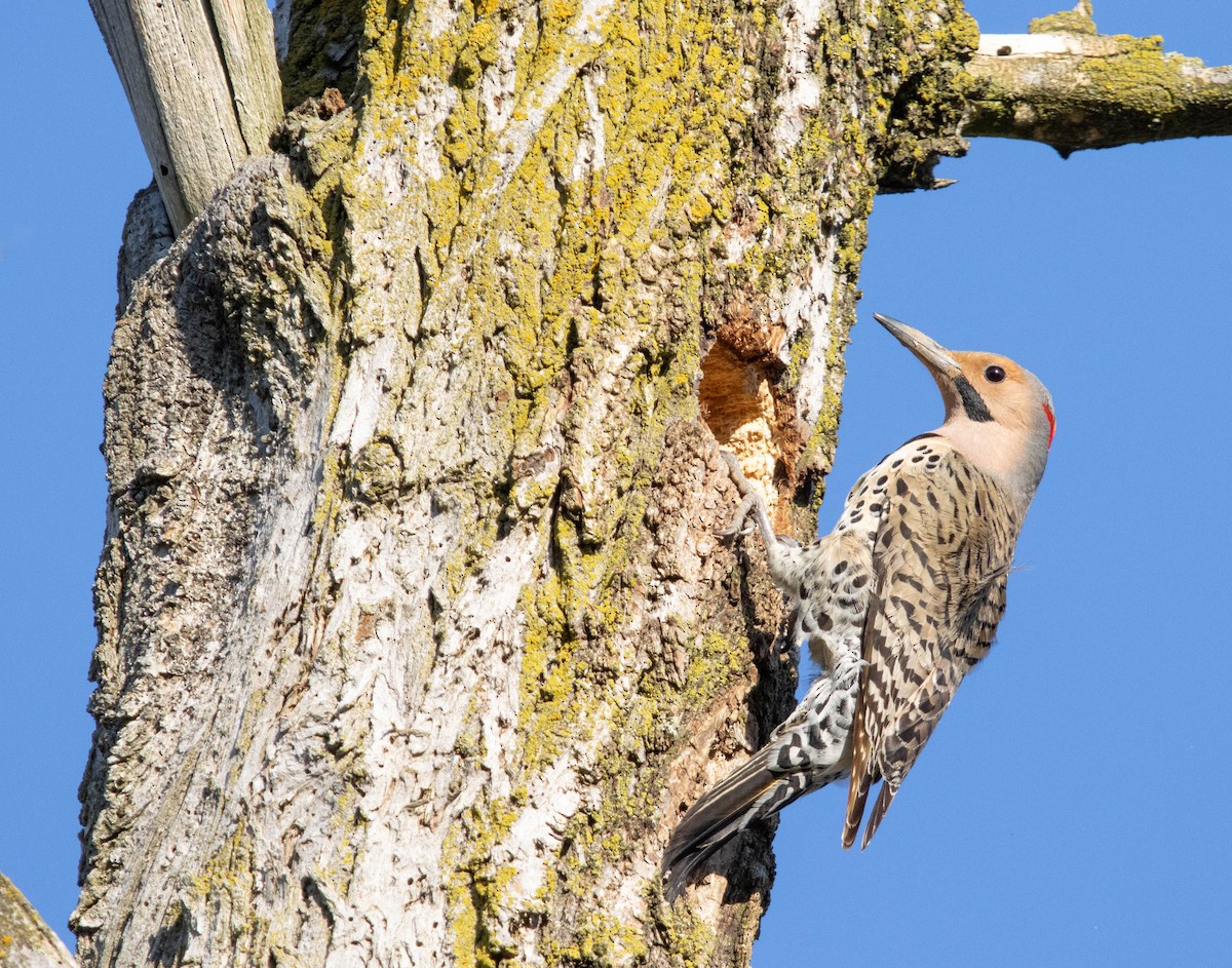 Northern Flicker (Yellow-shafted) - ML619673519