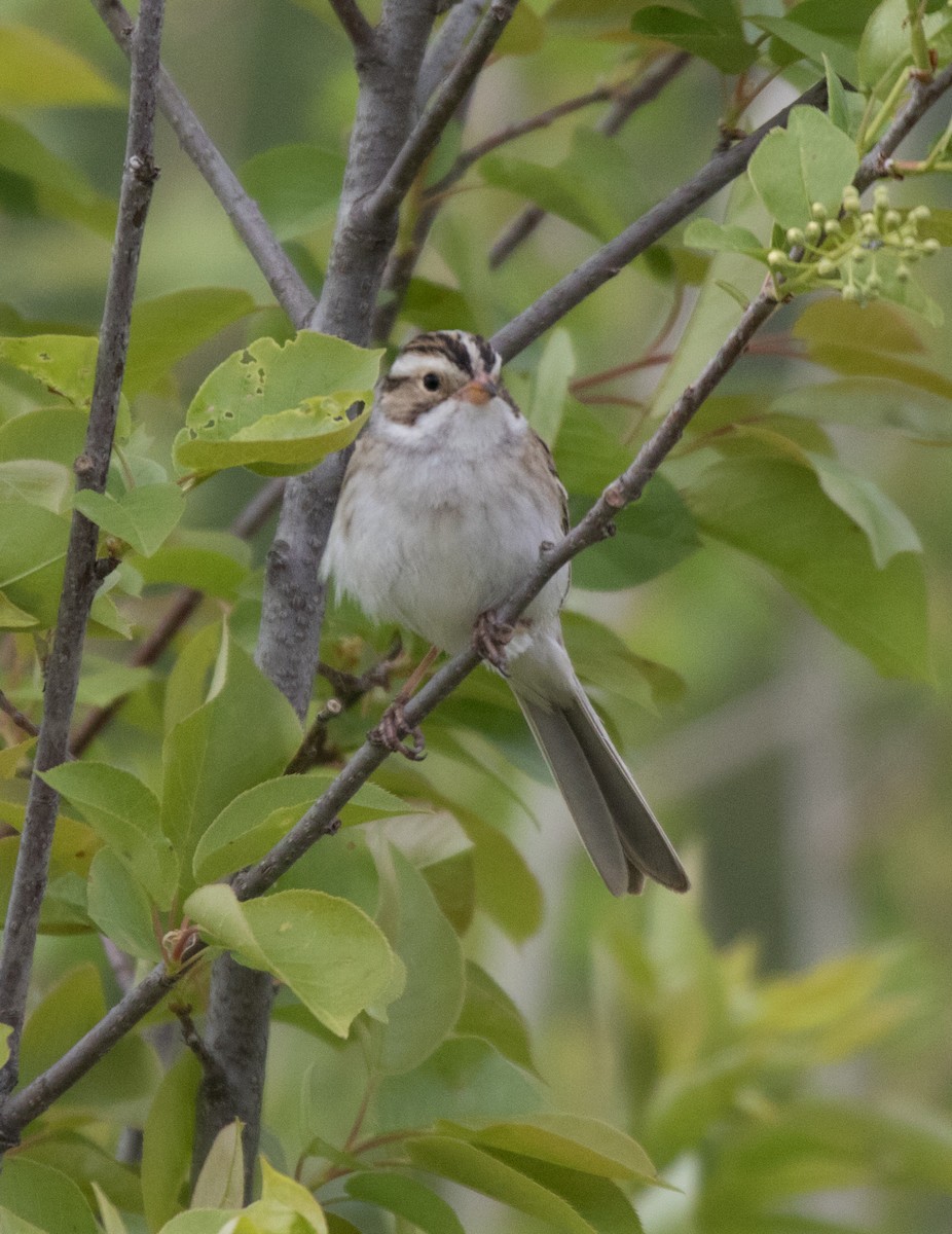 Clay-colored Sparrow - ML619673524