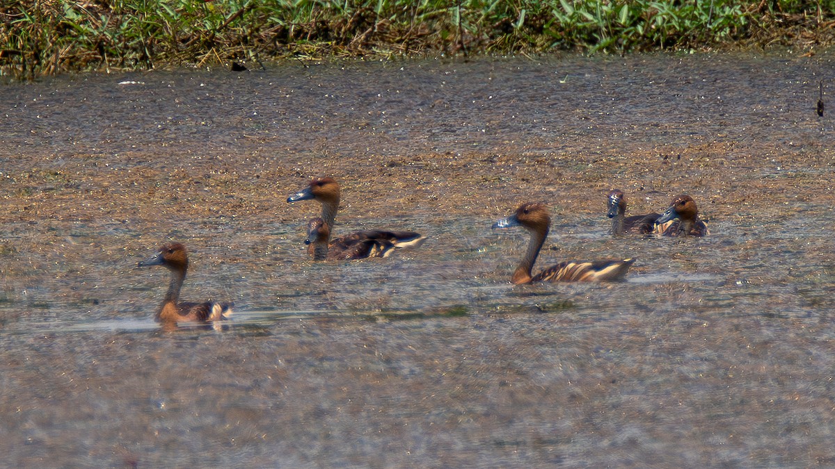 Fulvous Whistling-Duck - ML619673530