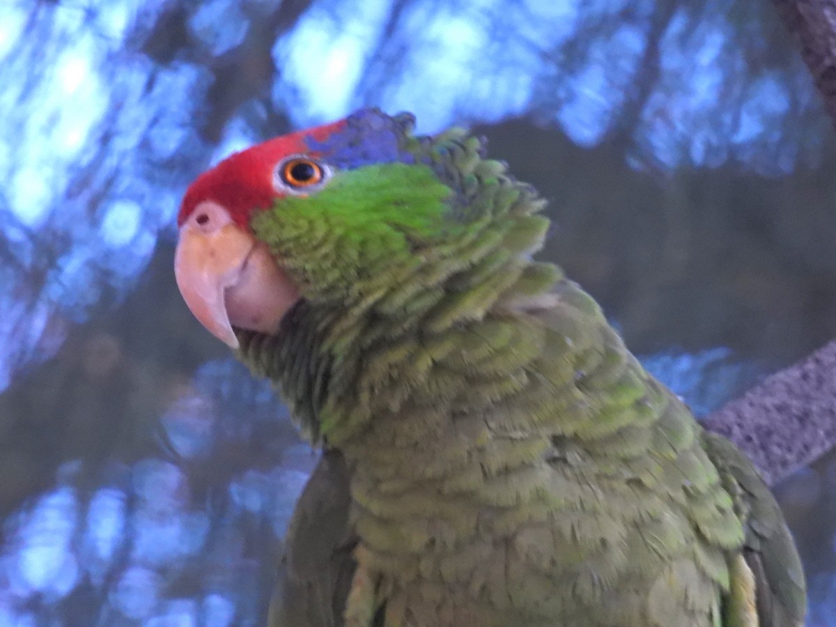 Red-crowned Parrot - ML619673578