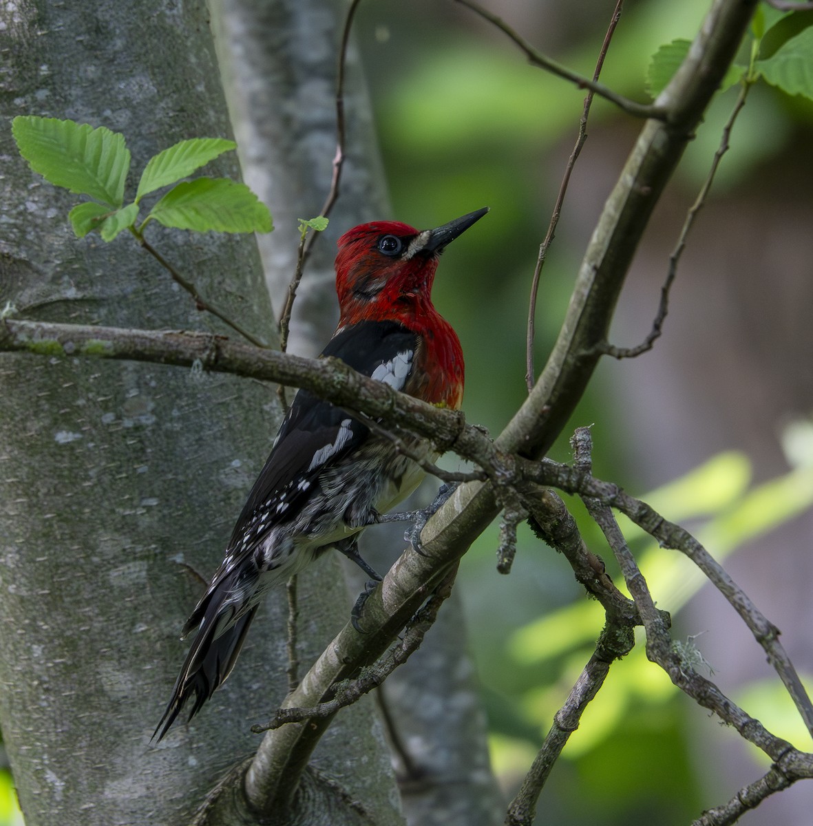 Red-breasted Sapsucker - ML619673591