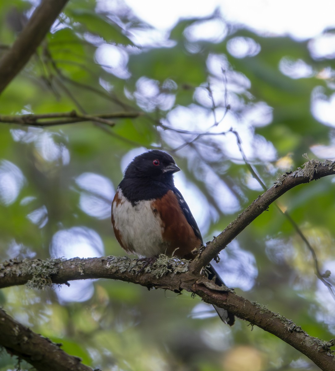 Spotted Towhee - ML619673607