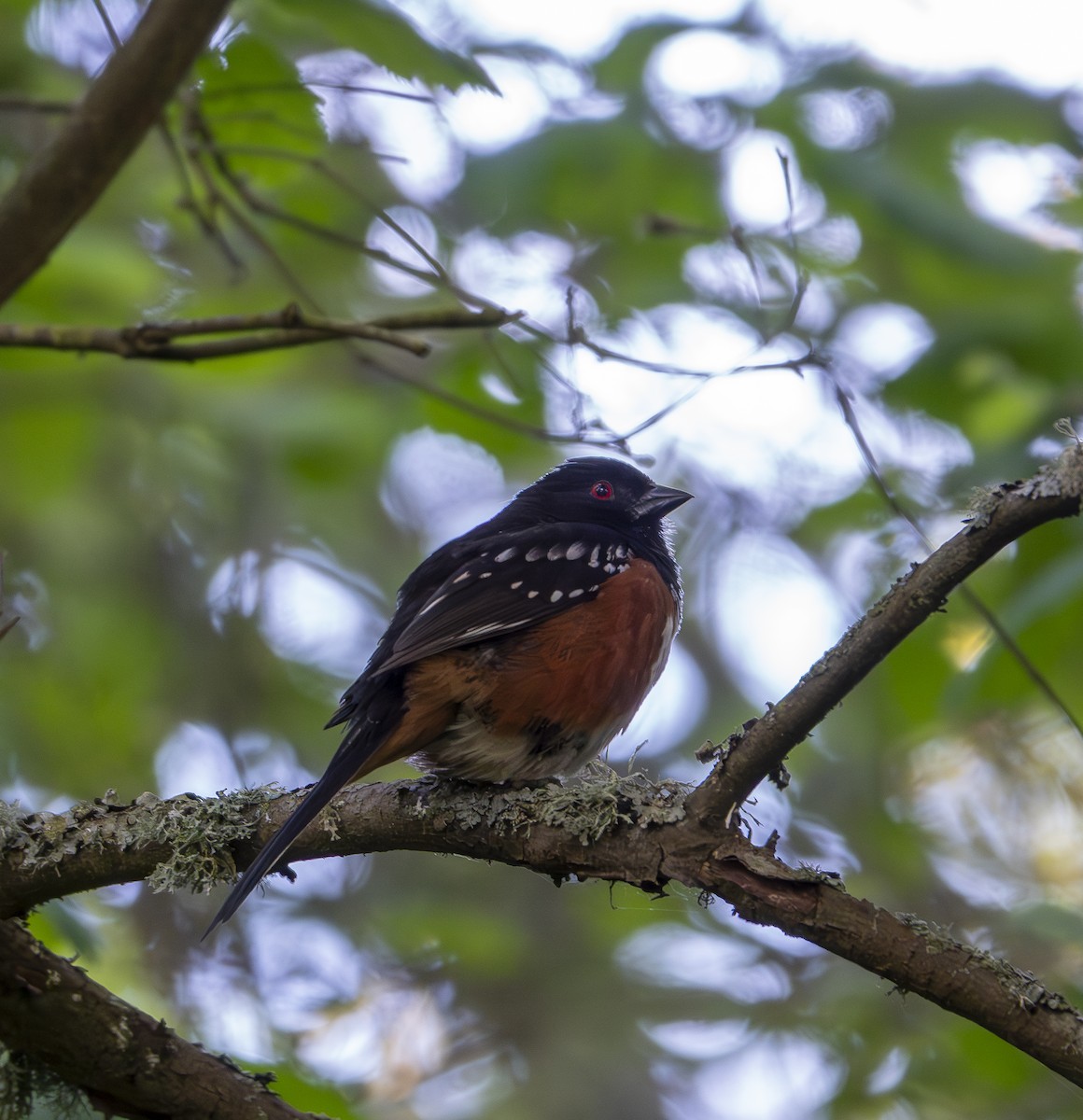 Spotted Towhee - ML619673608