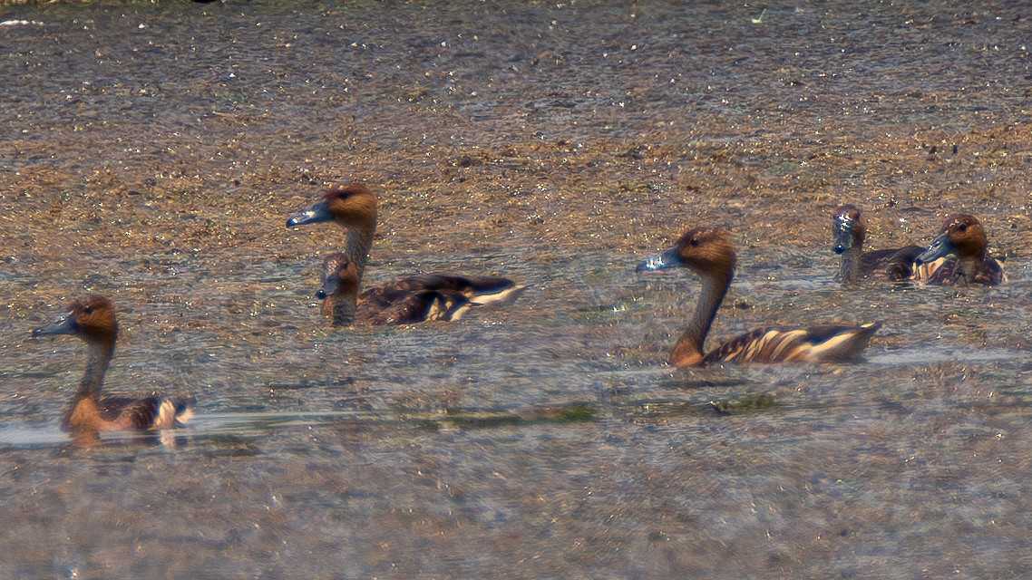 Fulvous Whistling-Duck - ML619673622
