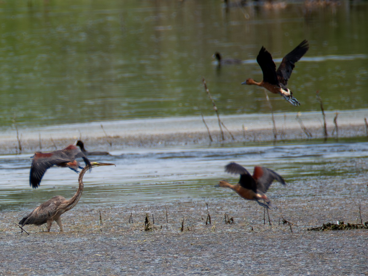 Fulvous Whistling-Duck - ML619673643