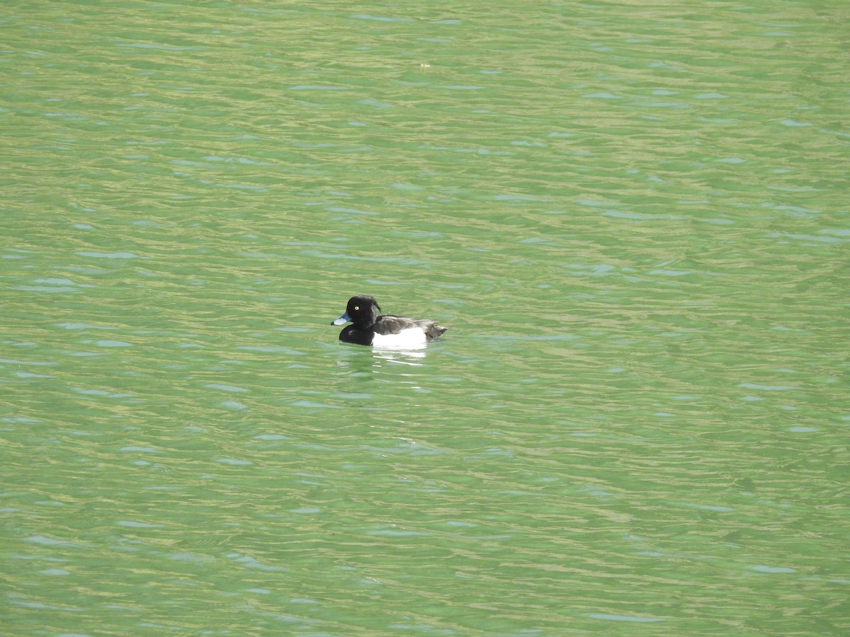 Tufted Duck - ML619673697