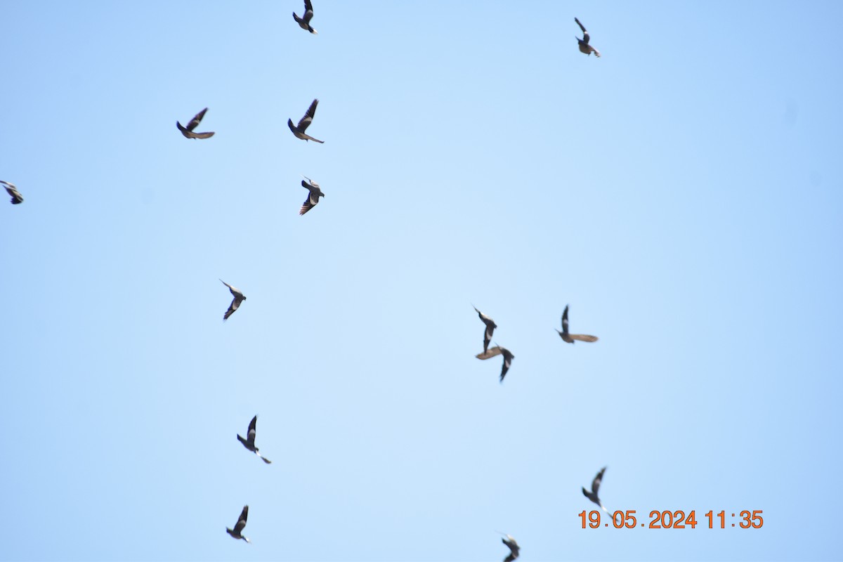 Spot-winged Pigeon - ML619673742