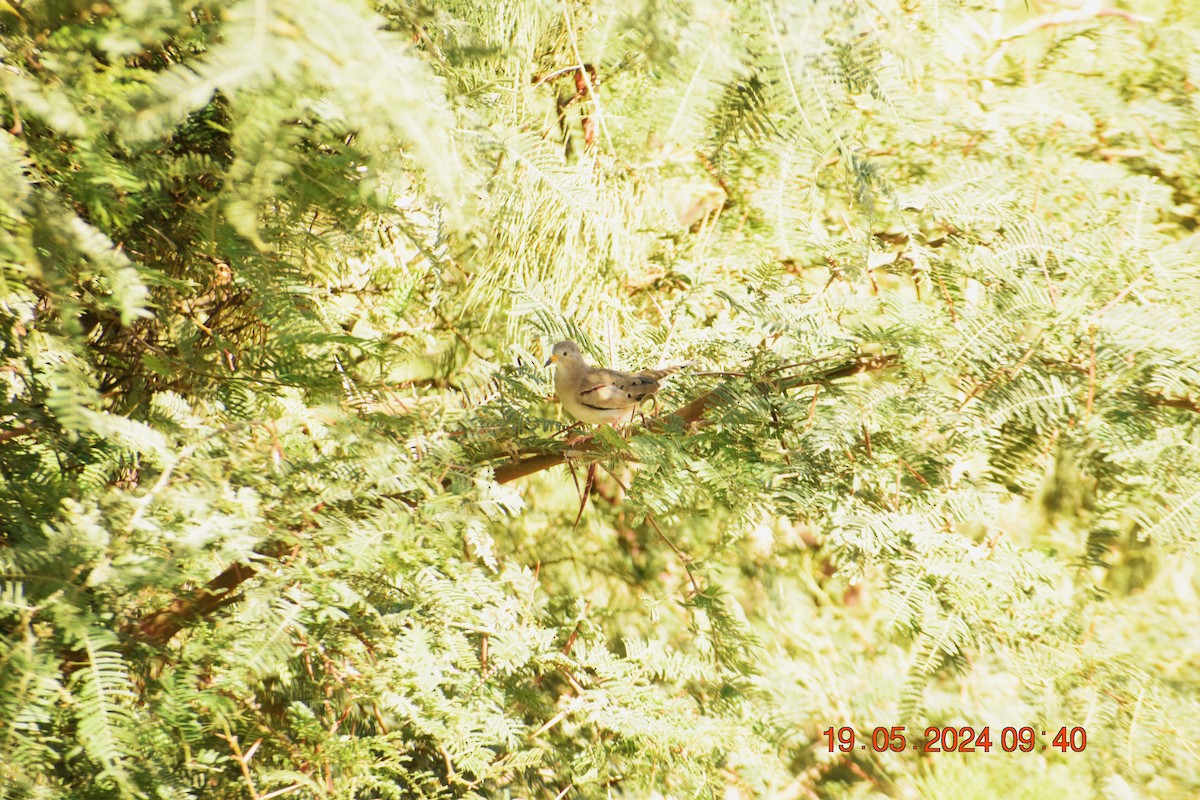 Croaking Ground Dove - ML619673766