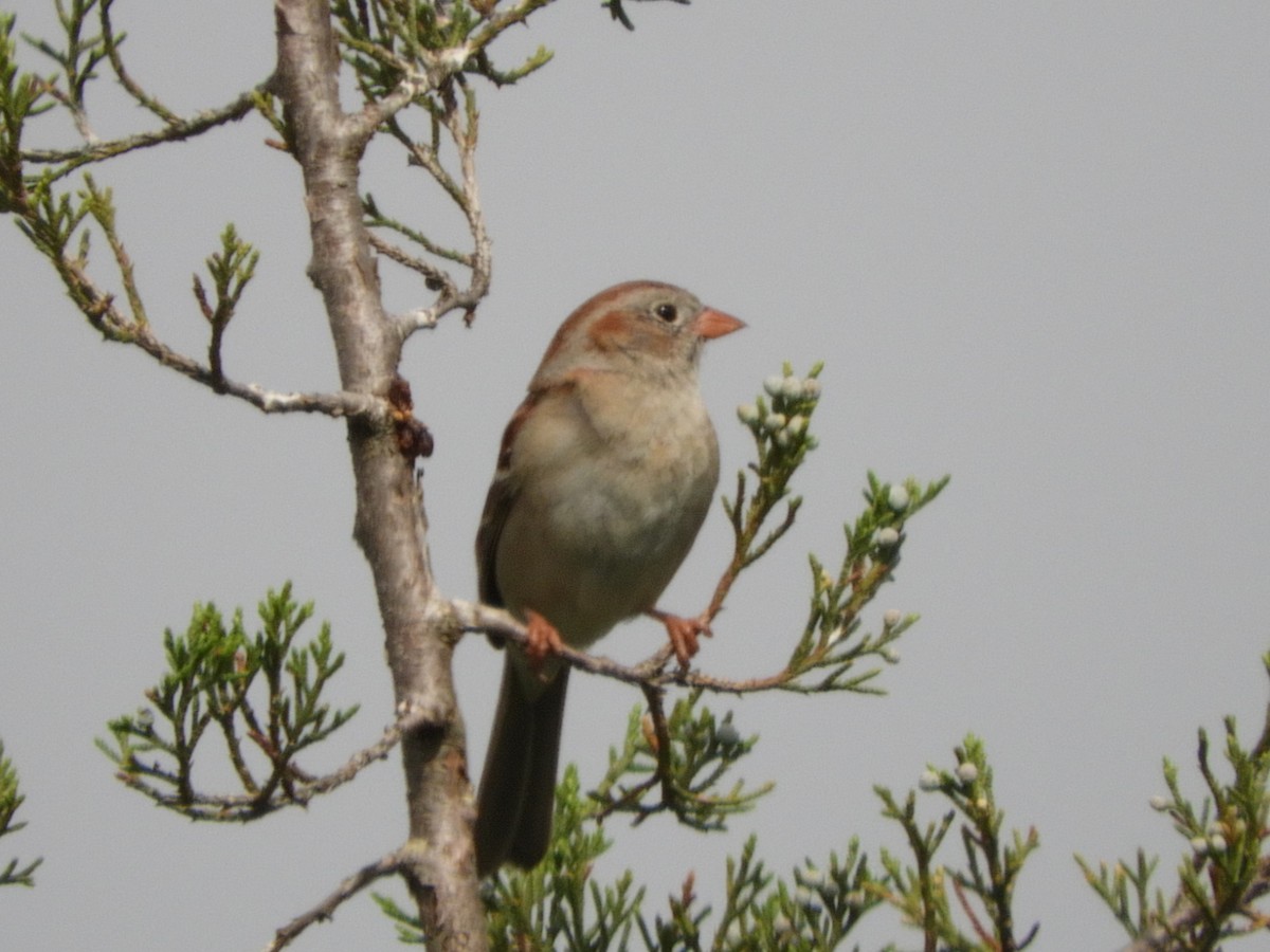 Field Sparrow - ML619673813