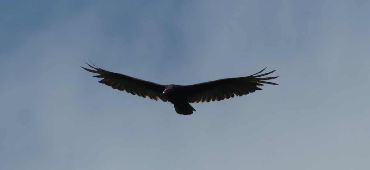Turkey Vulture - ML619673831