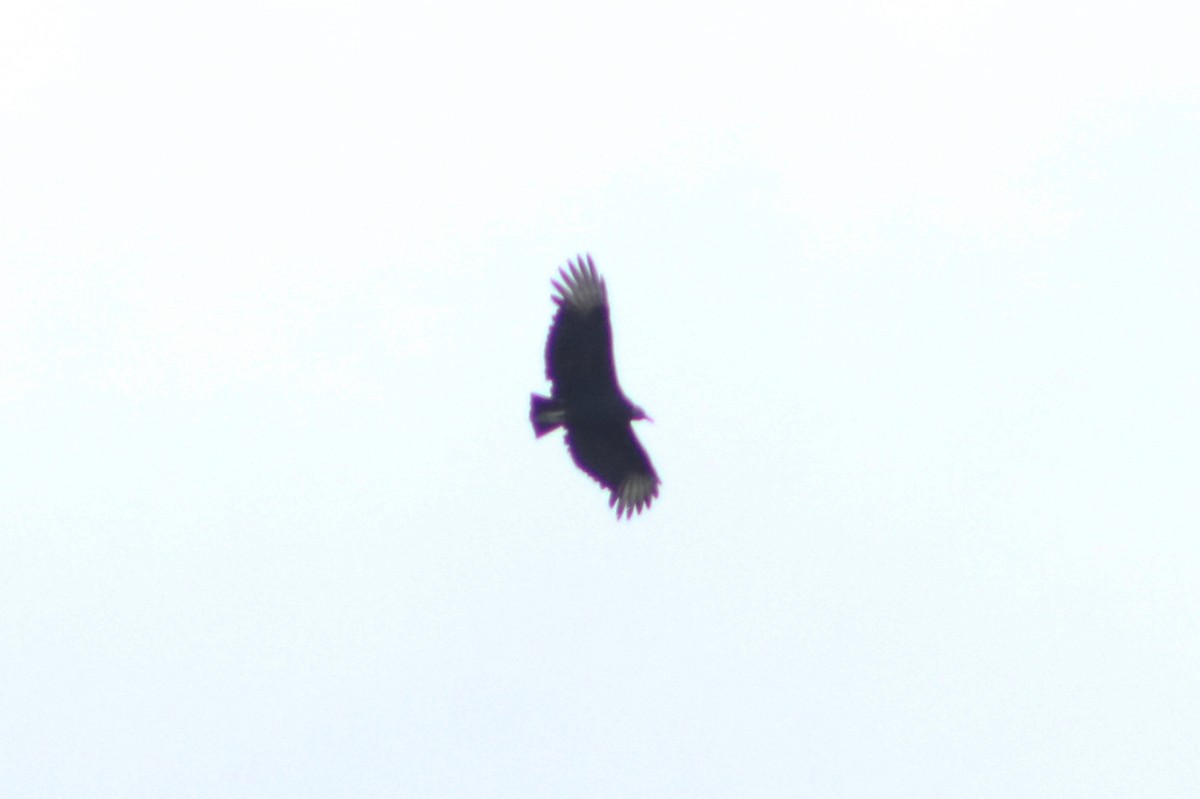 Black Vulture - ML619673842