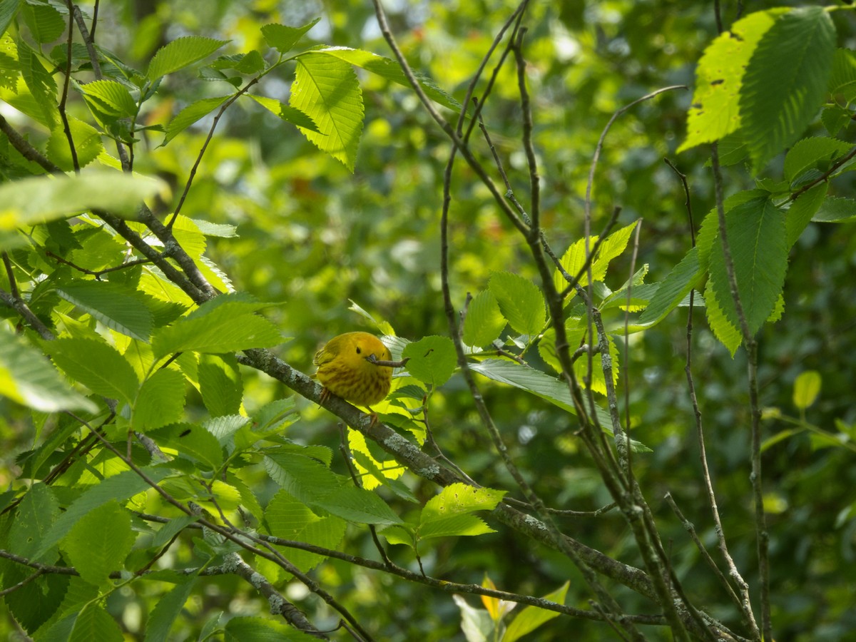 Yellow Warbler - ML619673877