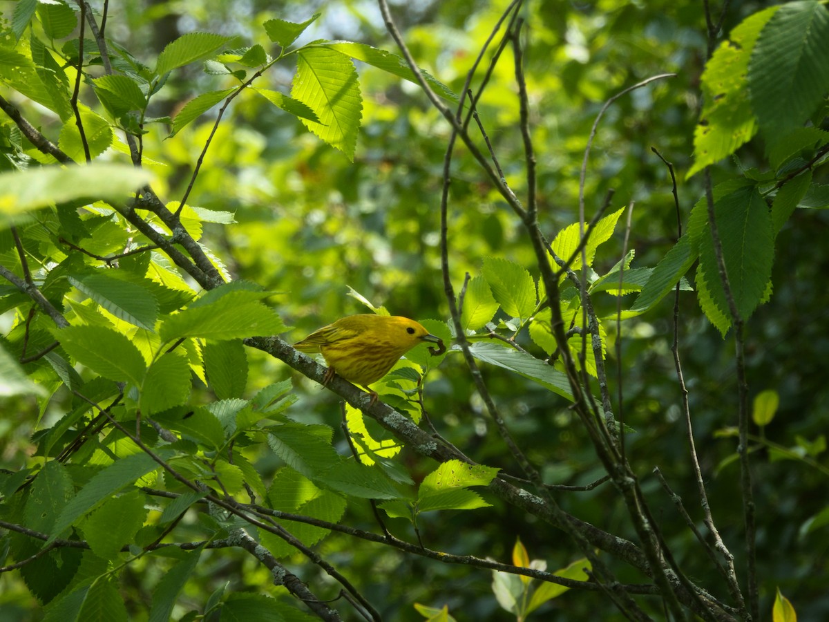 Yellow Warbler - ML619673879