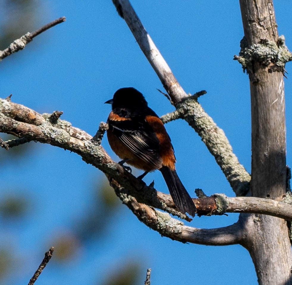 Orchard Oriole - ML619673882