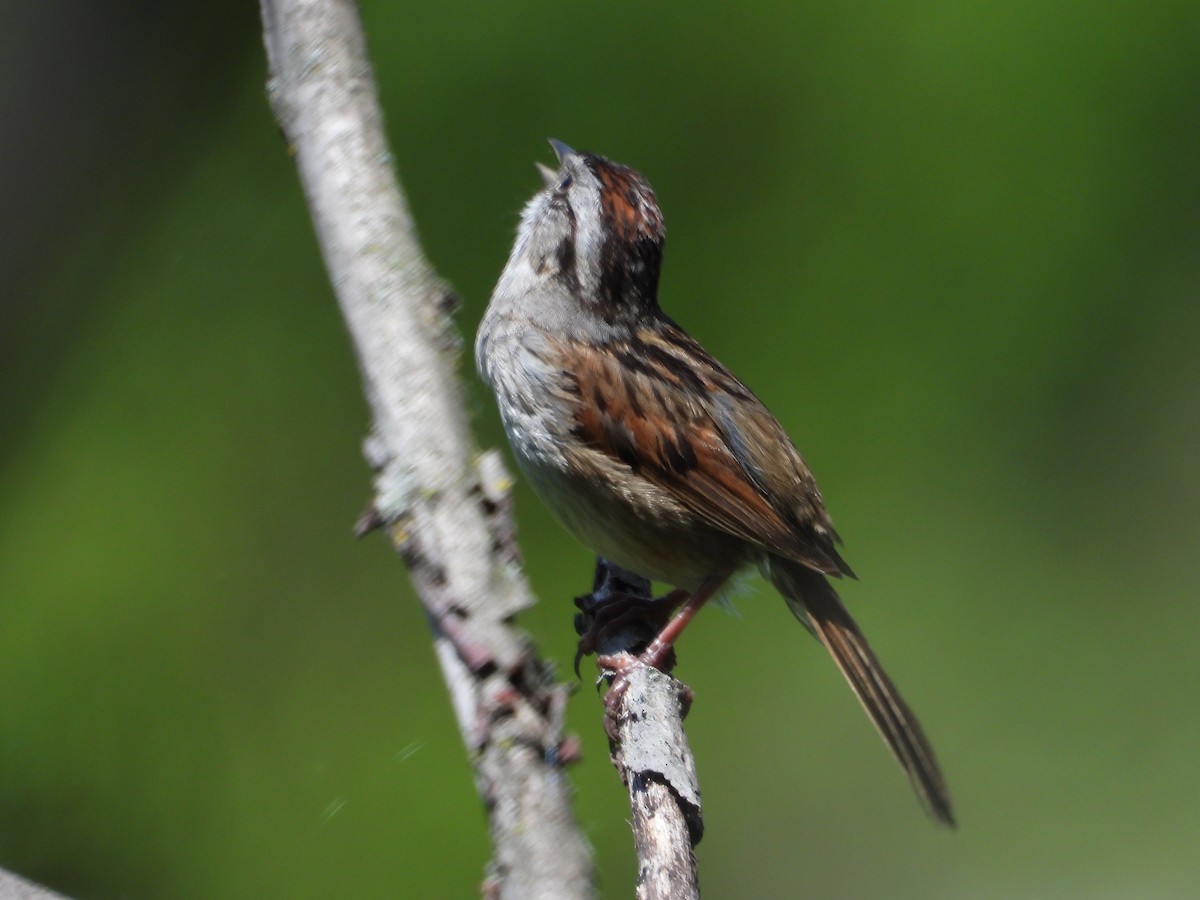Swamp Sparrow - ML619673906