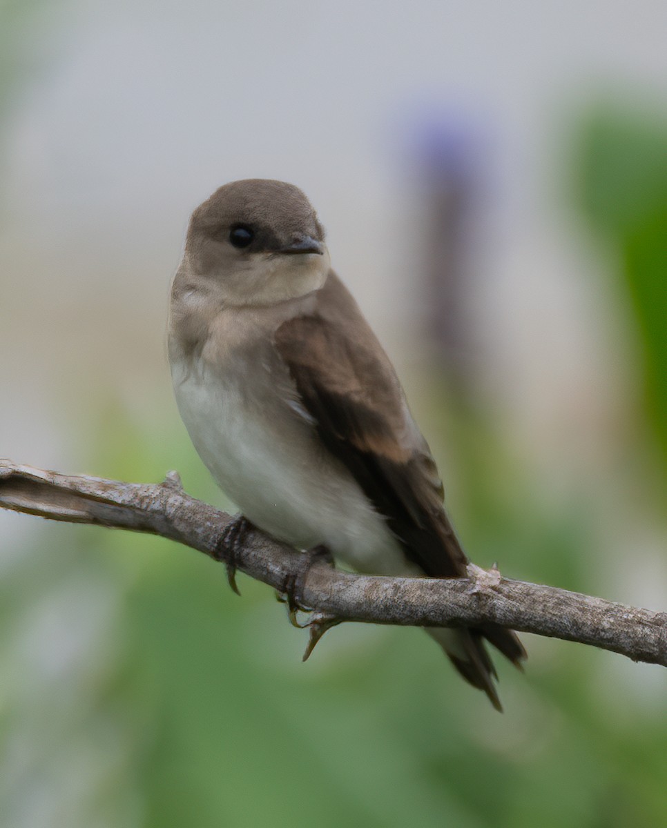 Northern Rough-winged Swallow - ML619673944