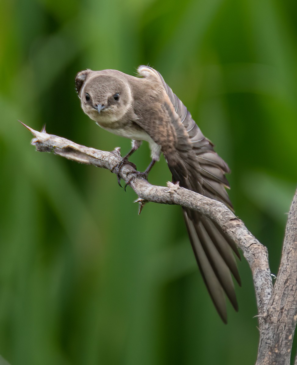 Northern Rough-winged Swallow - ML619673945