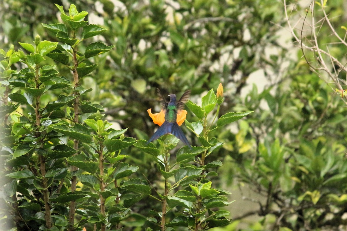 Swallow-tailed Hummingbird - ML619673977