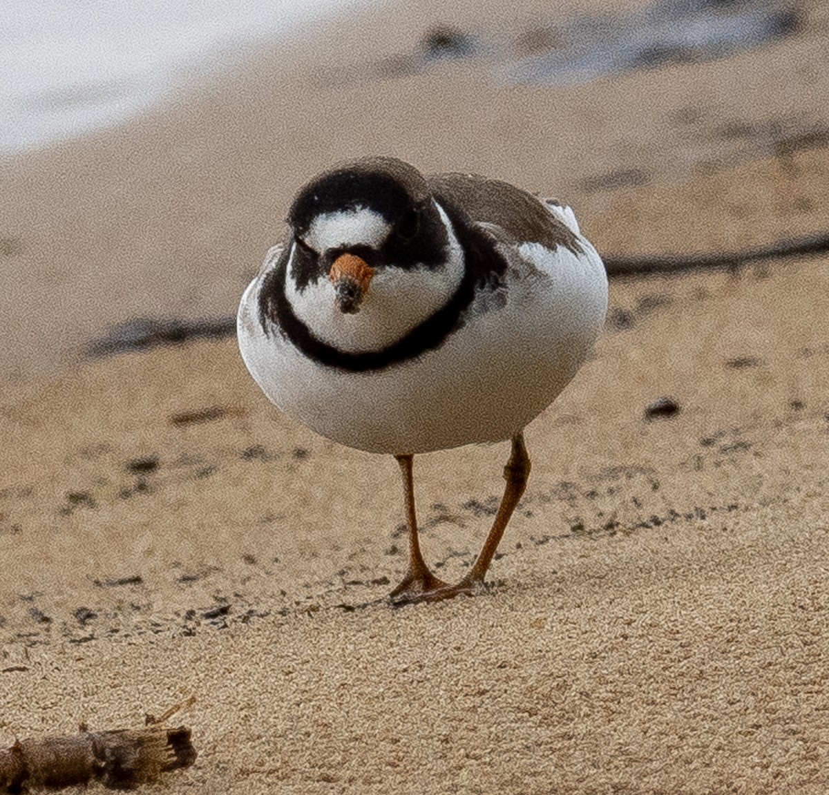 Semipalmated Plover - ML619674040