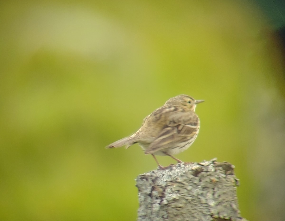 Meadow Pipit - ML619674046