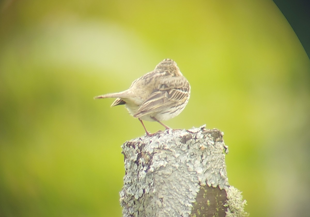 Meadow Pipit - ML619674047