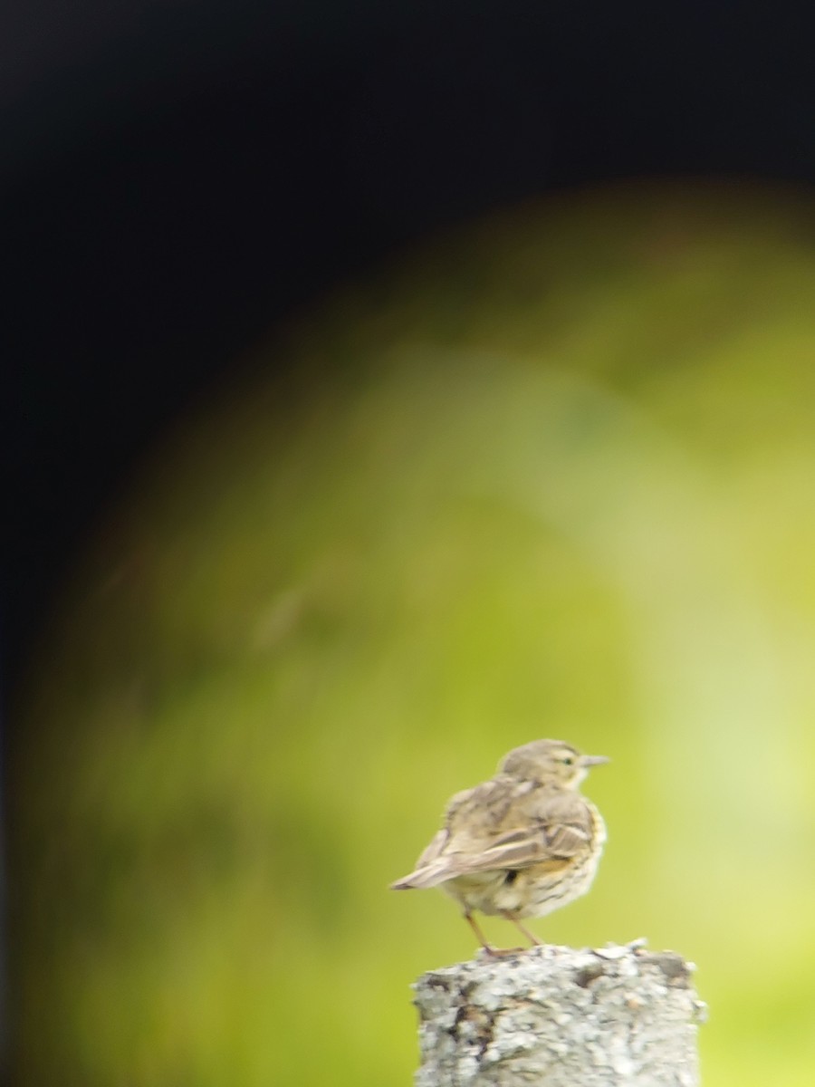 Meadow Pipit - ML619674051