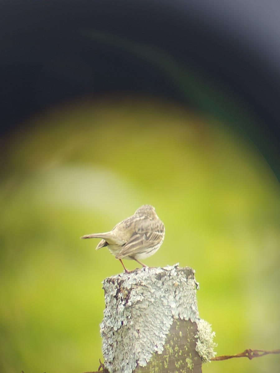 Meadow Pipit - ML619674053