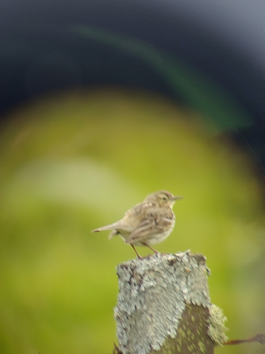 Meadow Pipit - ML619674055