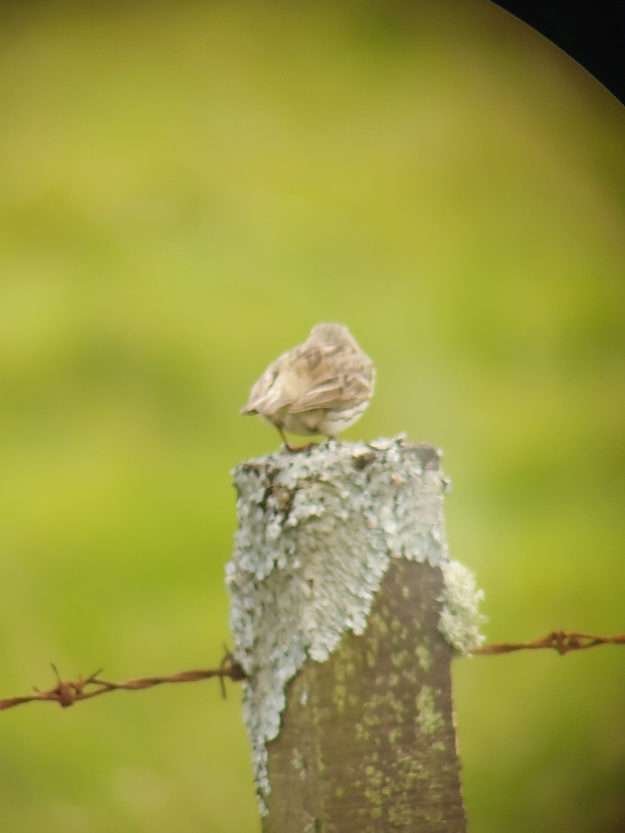 Meadow Pipit - ML619674057