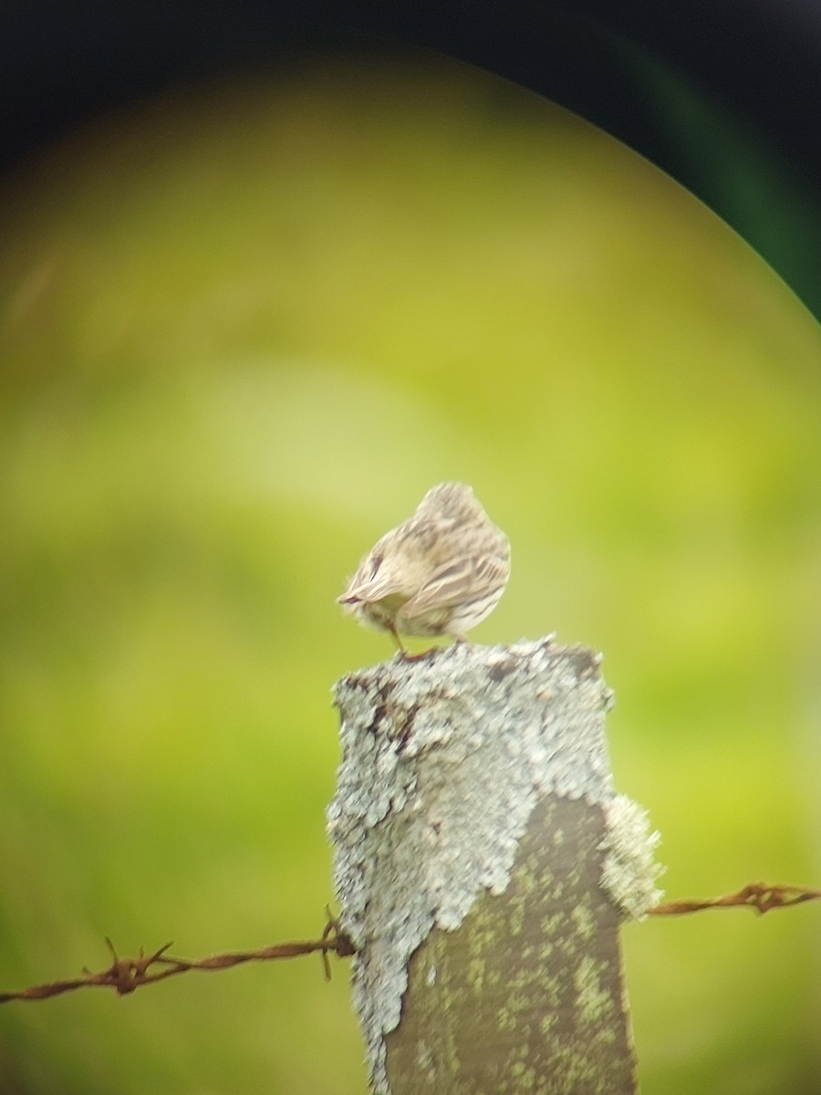 Meadow Pipit - ML619674058