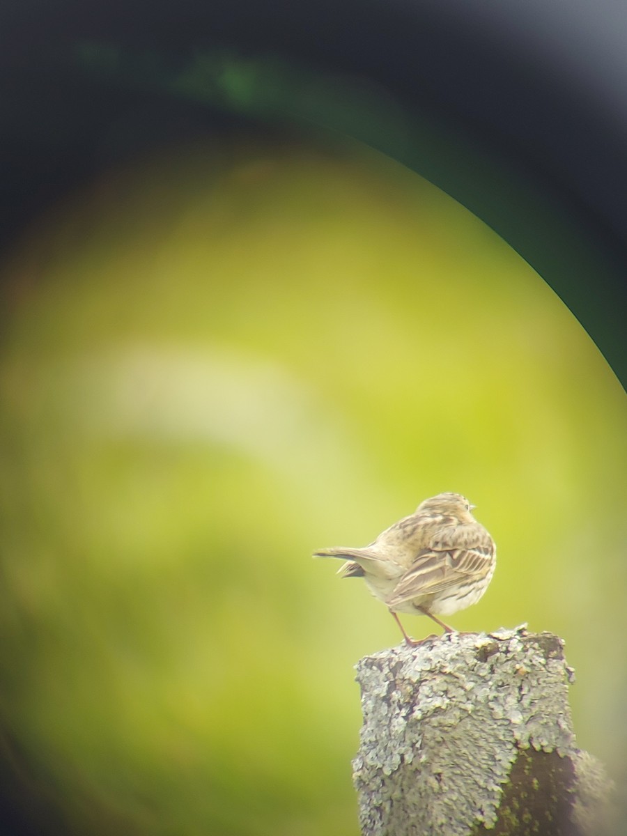Meadow Pipit - ML619674061