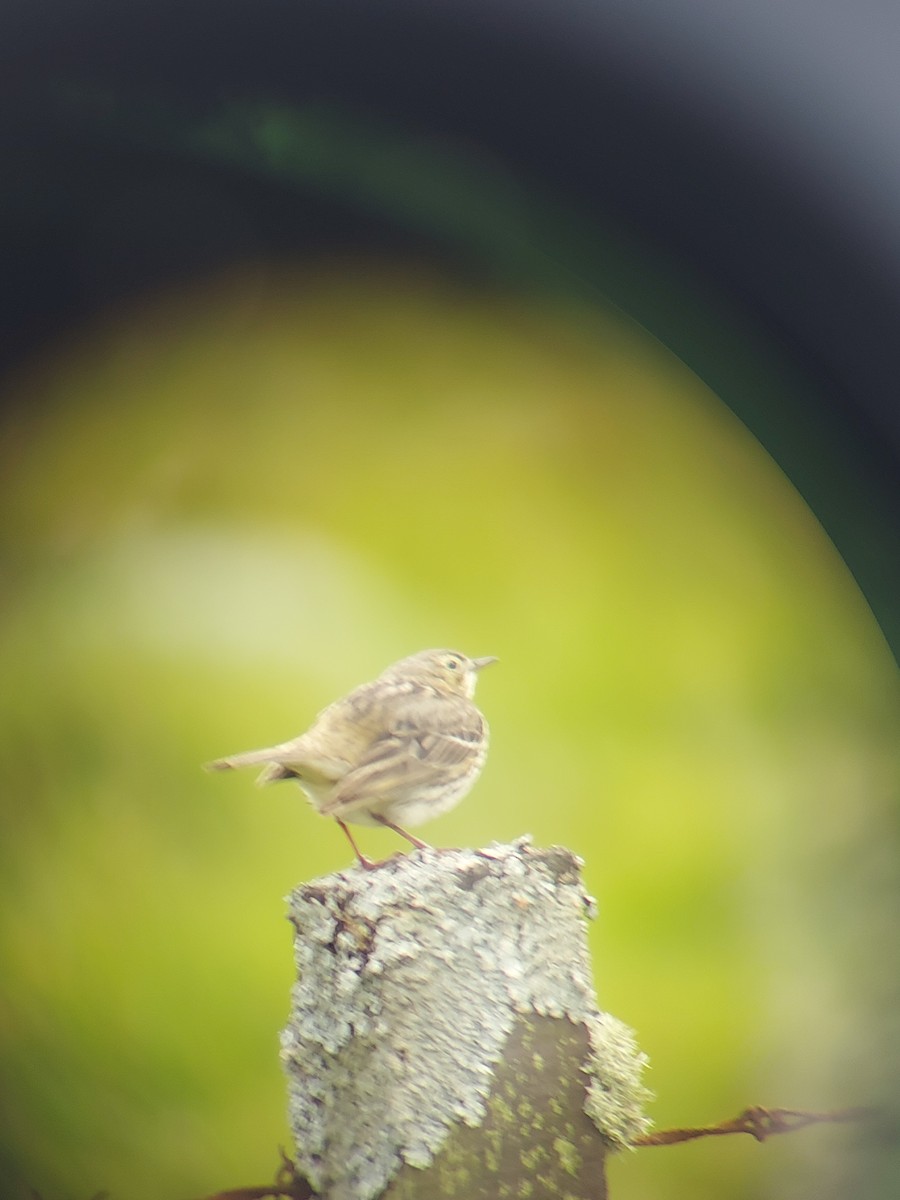 Meadow Pipit - ML619674062