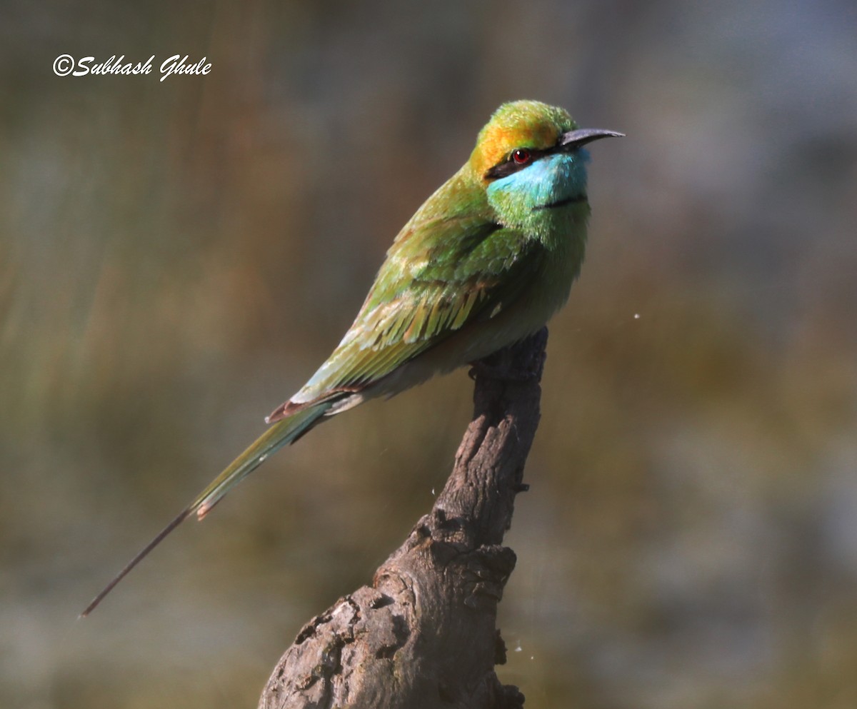Asian Green Bee-eater - ML619674069