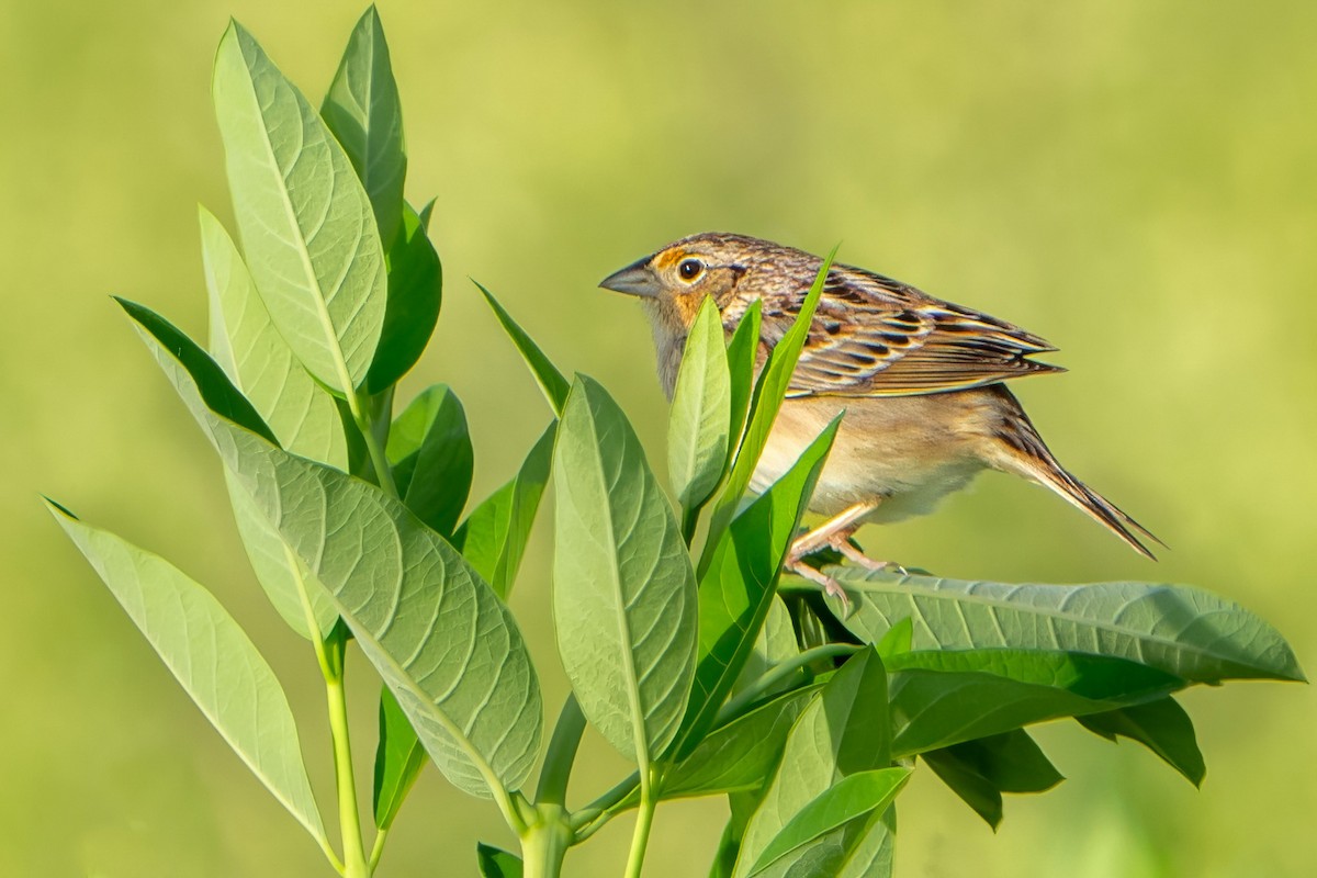 Grasshopper Sparrow - ML619674083