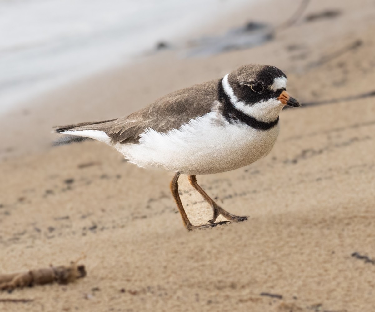 Semipalmated Plover - ML619674093