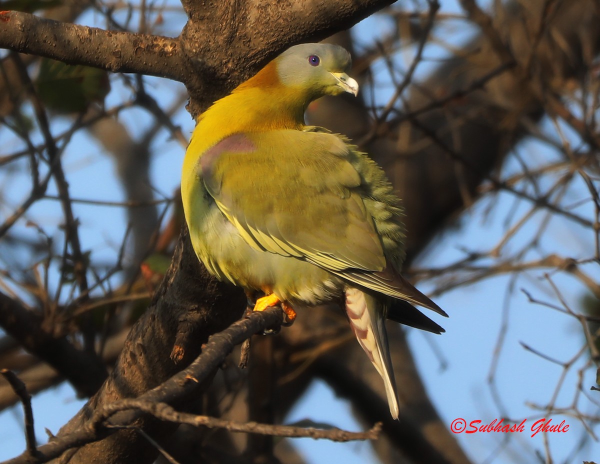 Yellow-footed Green-Pigeon - ML619674201